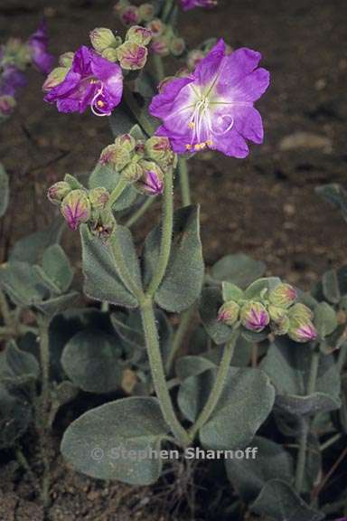 mirabilis jalapa var jalapa 1 graphic